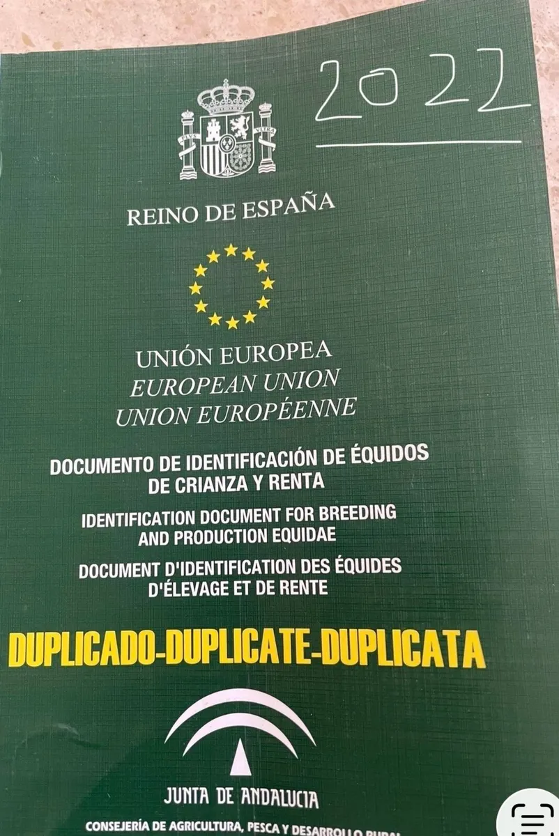 4 year old mare 15.1hh - Image 4