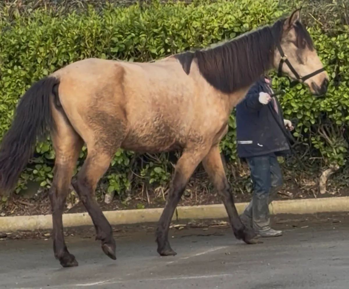 4 year old mare 15.1hh - Image 2