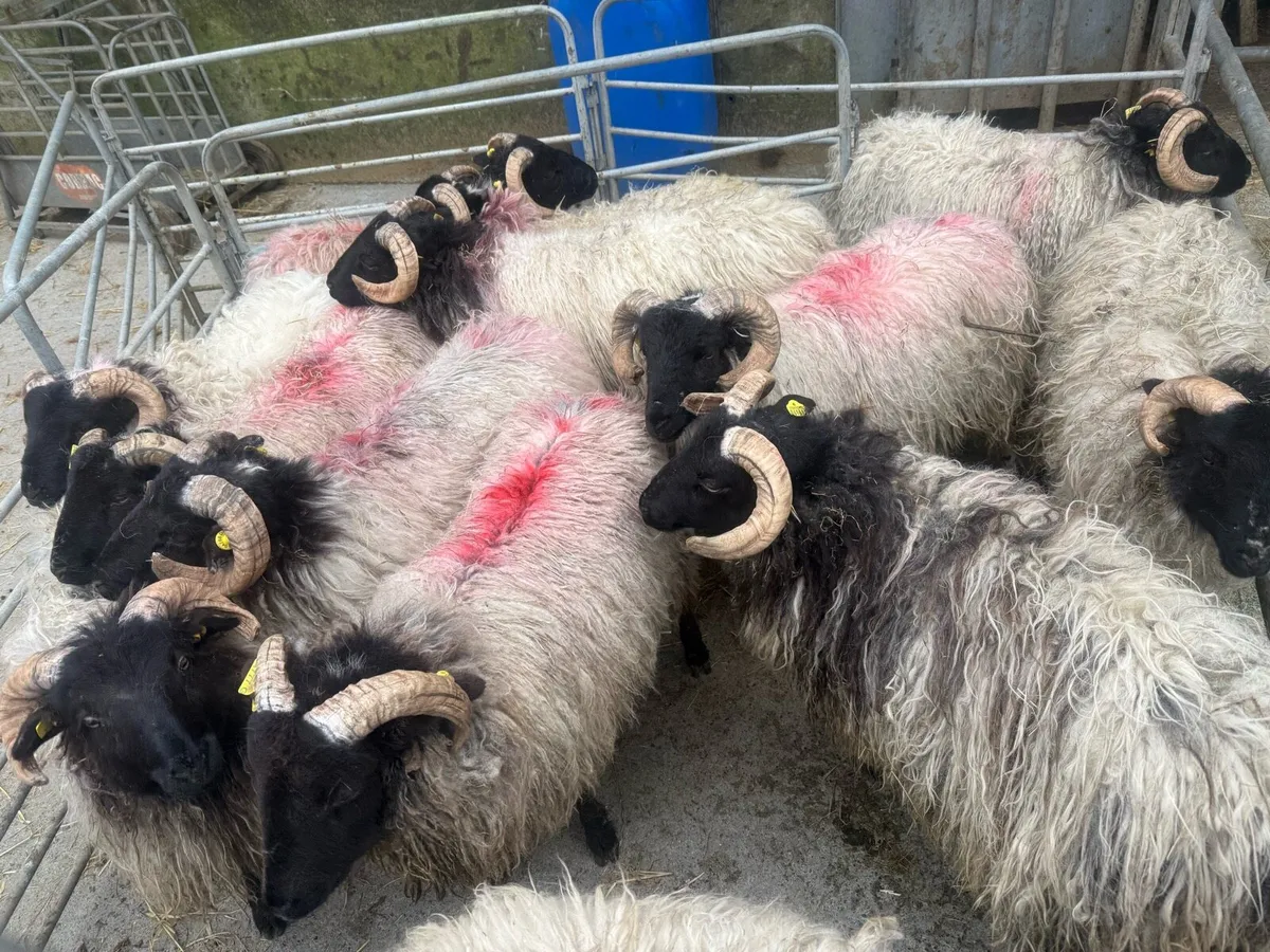 BlackFace Mountain Lambs - Image 2