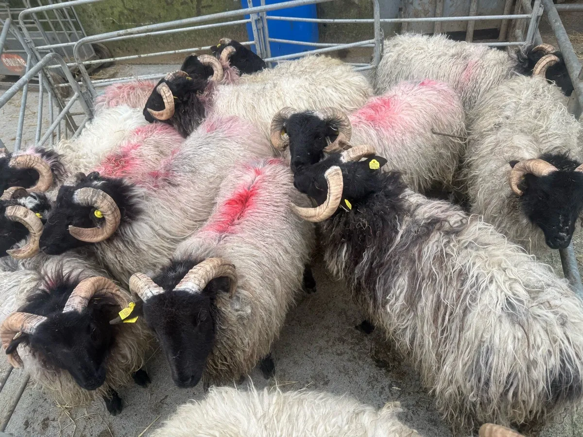 BlackFace Mountain Lambs - Image 4