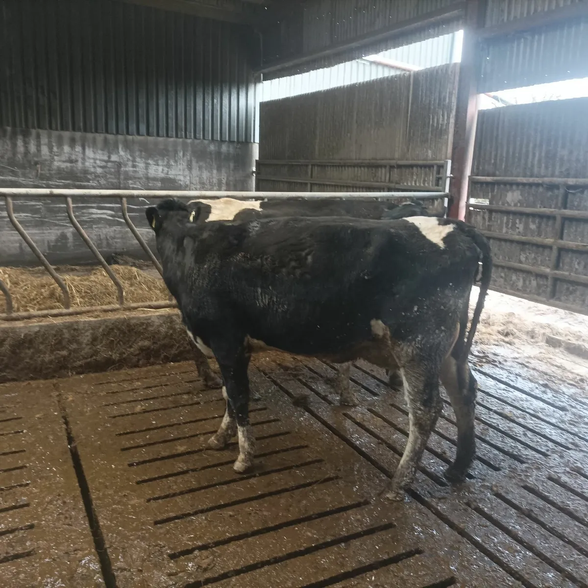 Freshly calved - Image 2