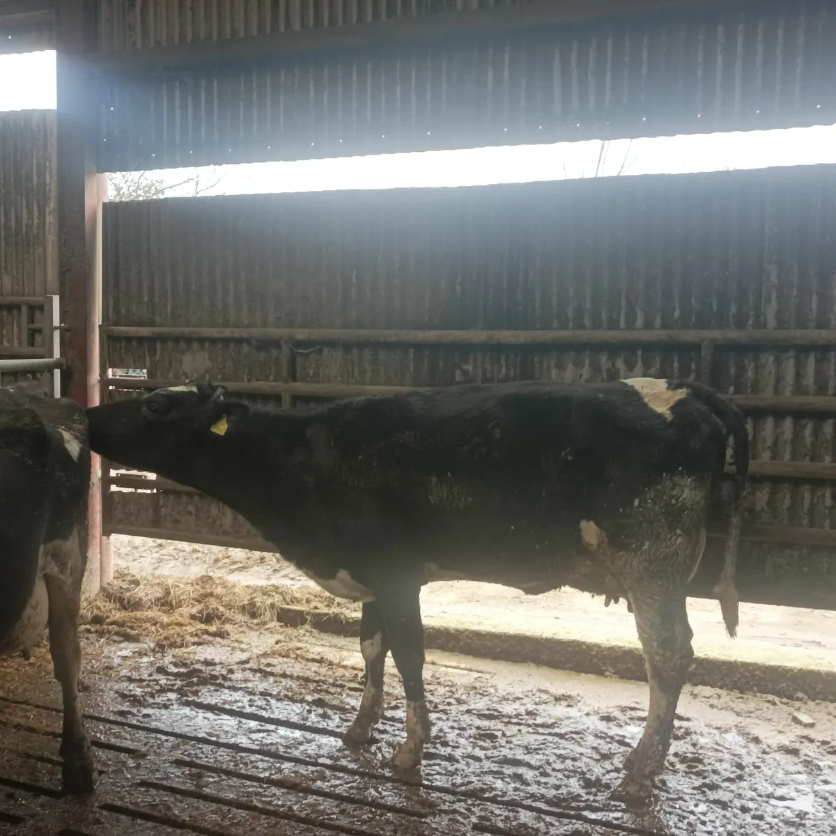 Freshly calved - Image 1