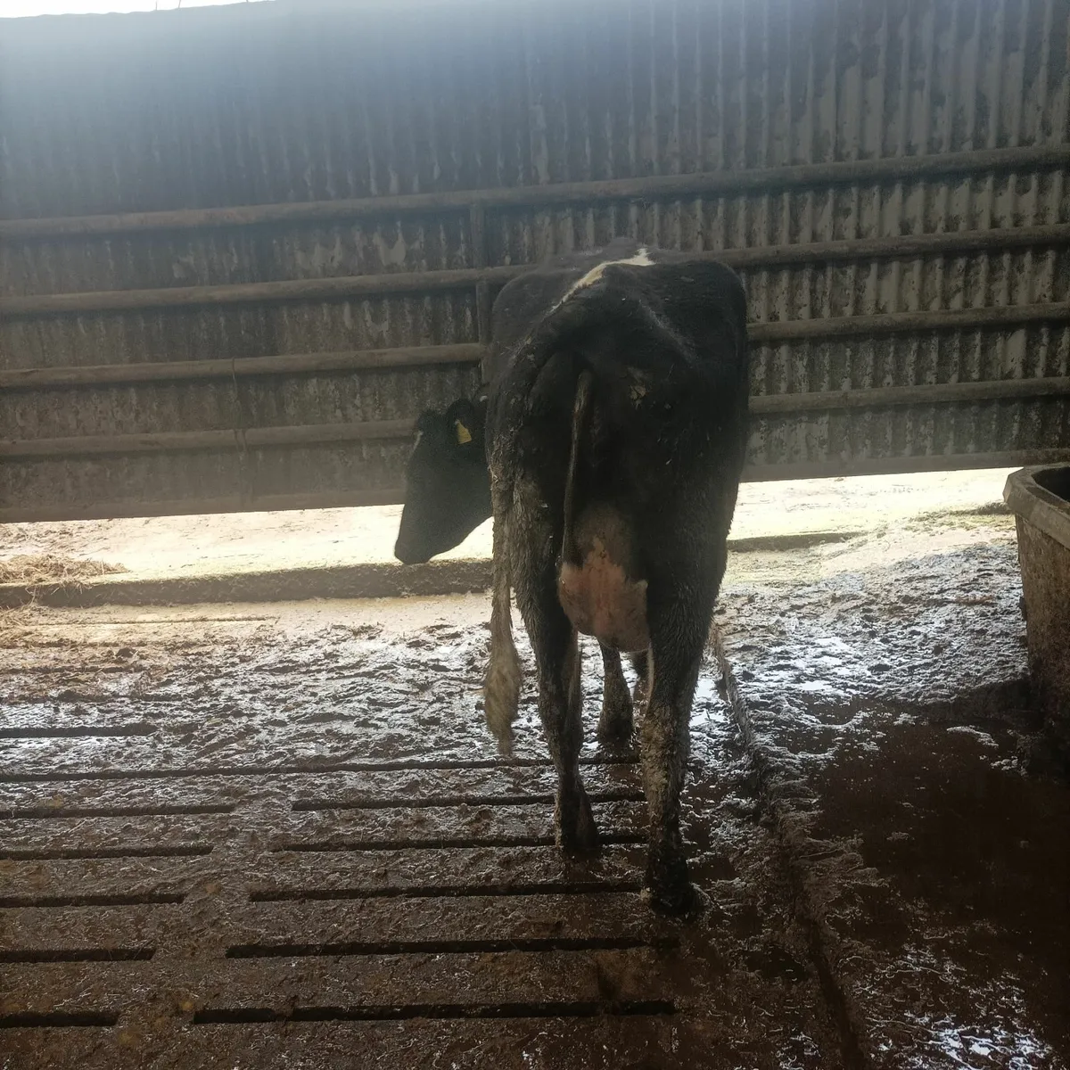 Freshly calved - Image 3