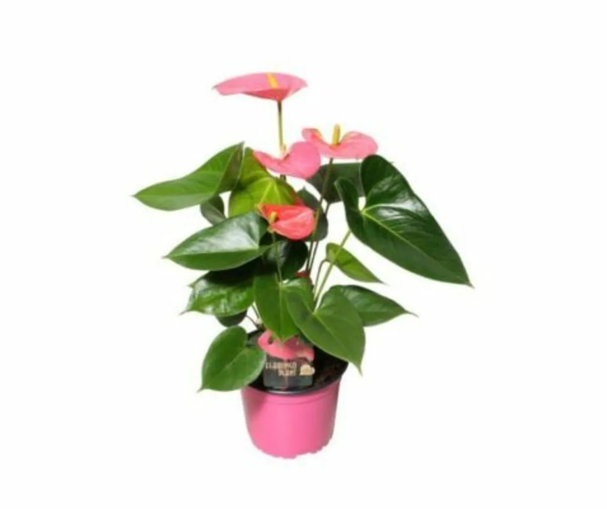 Anthurium and. “Arisa Pink” - Indoor Plant
