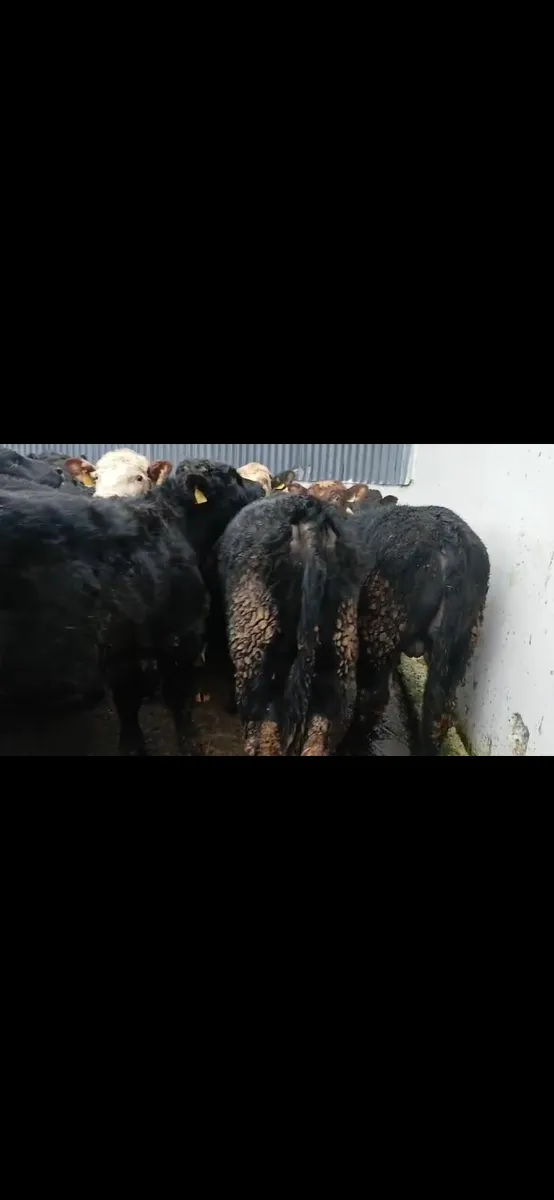 18 Super  bullocks - Image 2