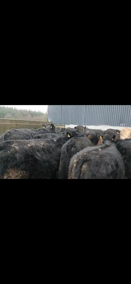 18 Super  bullocks - Image 3