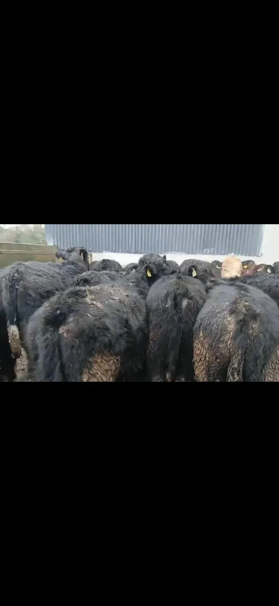 18 Super  bullocks - Image 4