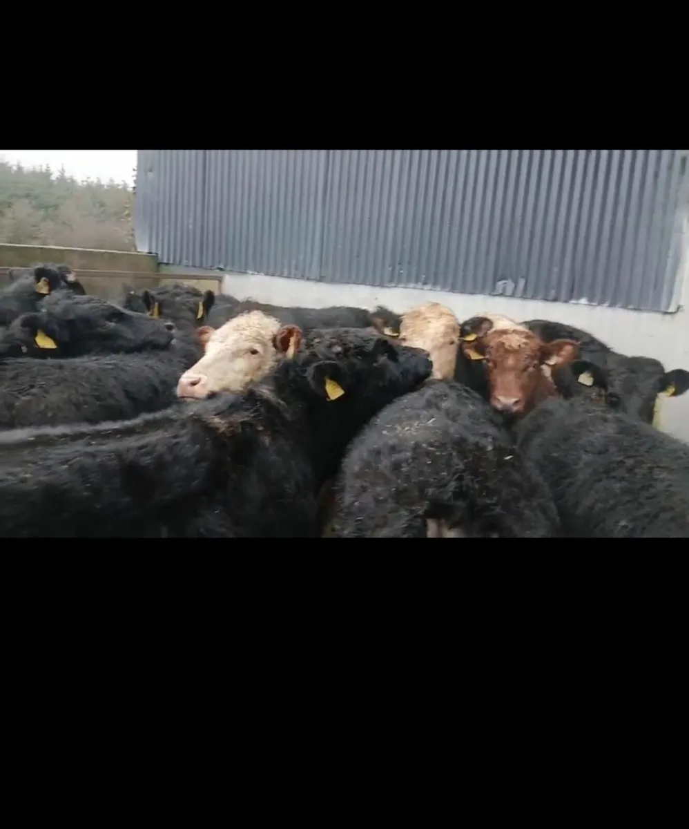 18 Super  bullocks - Image 1