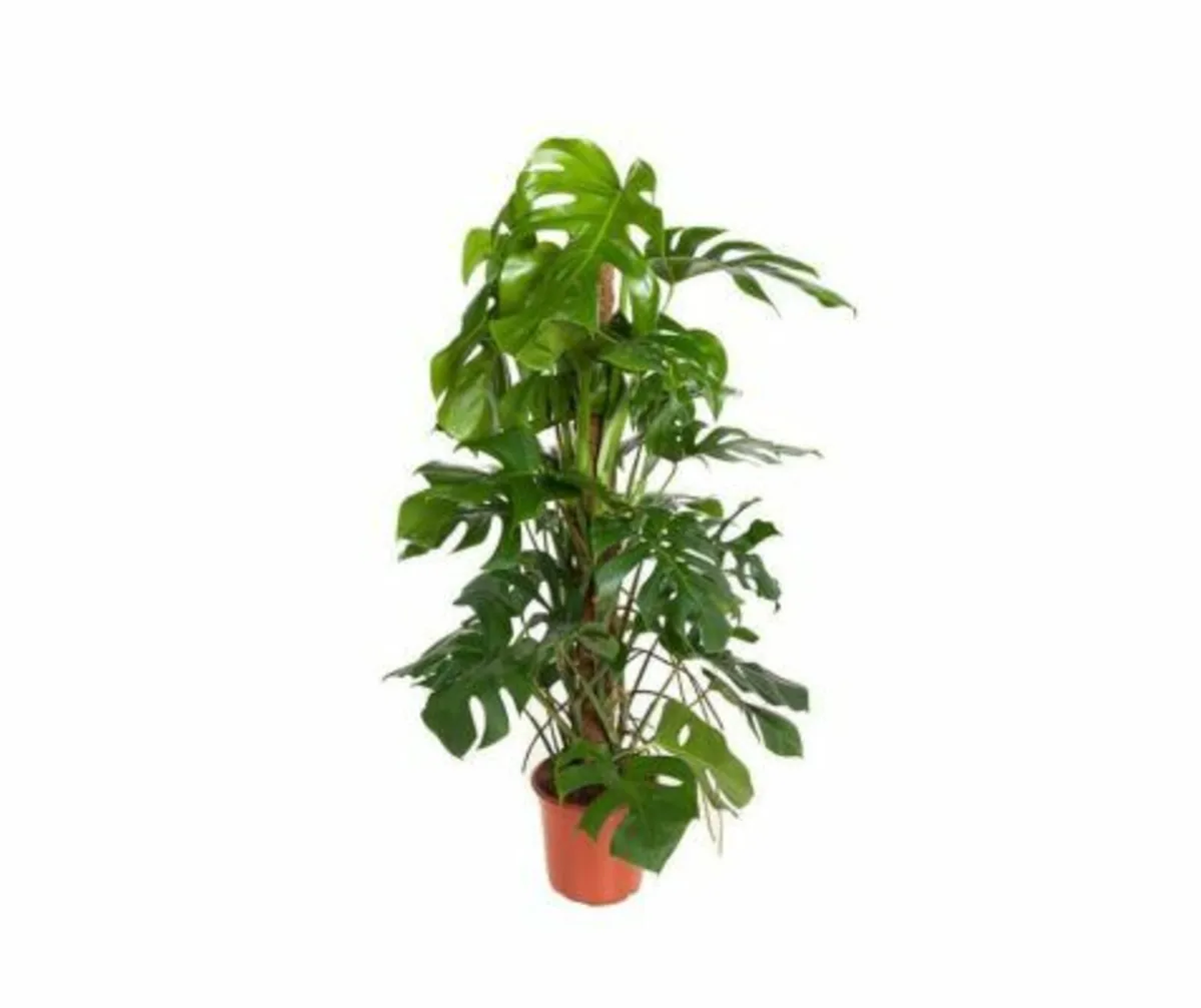 Monstera deliciosa Plant