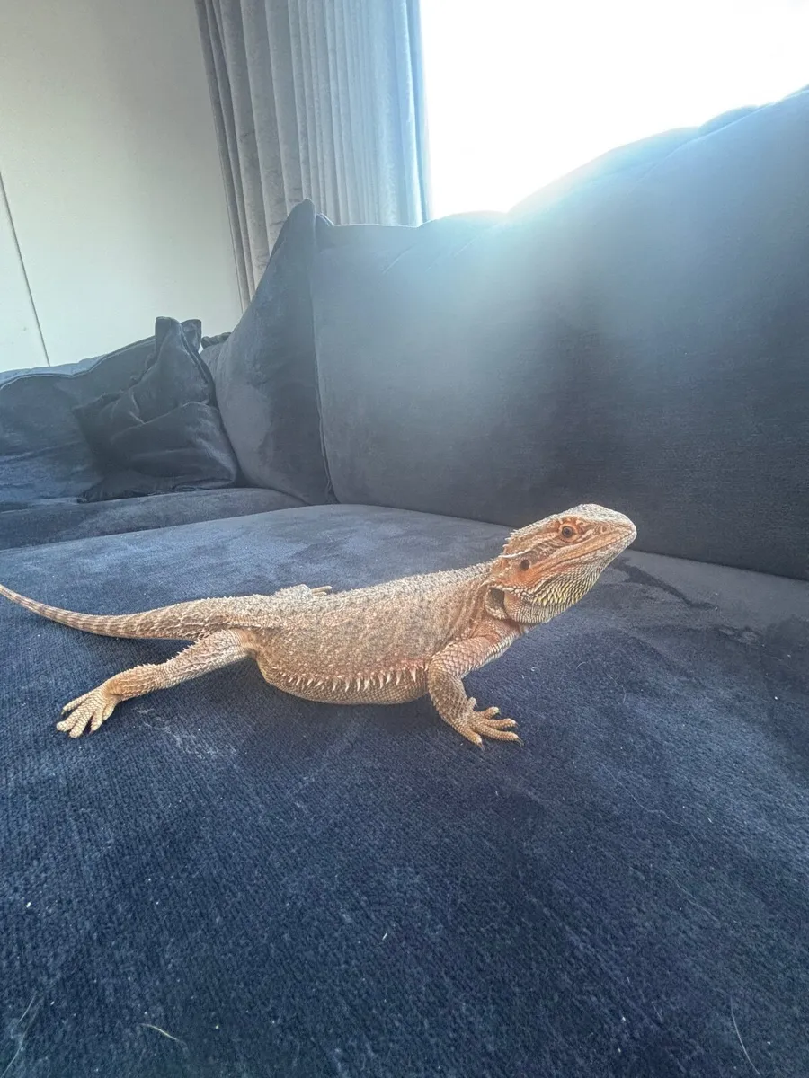 Bearded dragon - Image 1