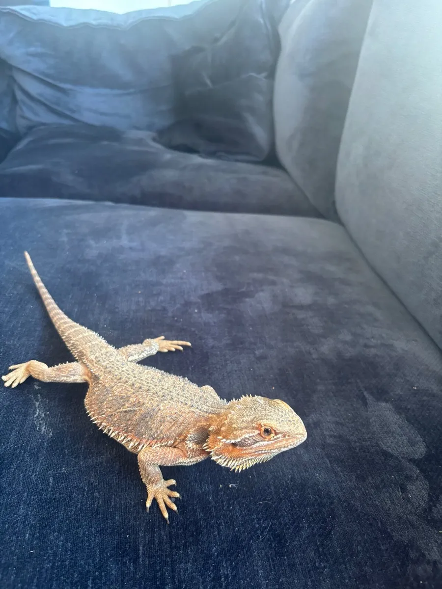 Bearded dragon - Image 2