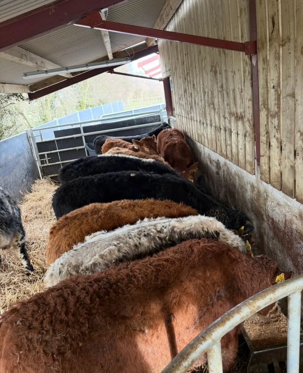 10 super 300kg suckler bred Weanling bulls - Image 1