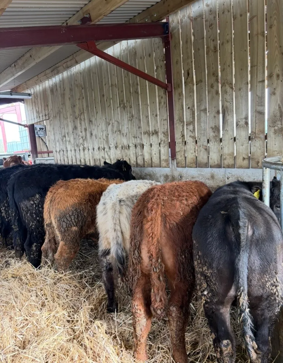 10 super 300kg suckler bred Weanling bulls - Image 2