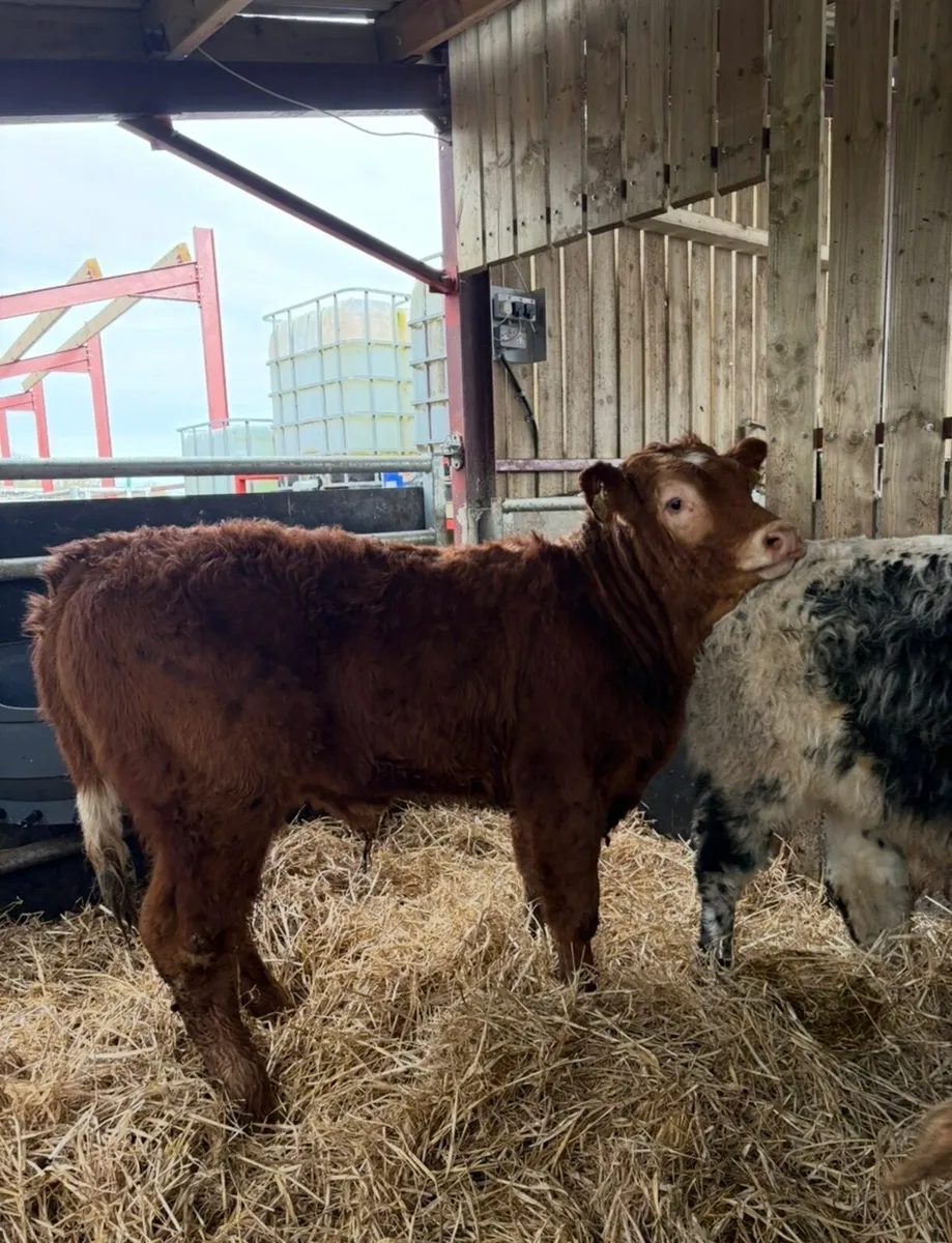 10 super 300kg suckler bred Weanling bulls - Image 3