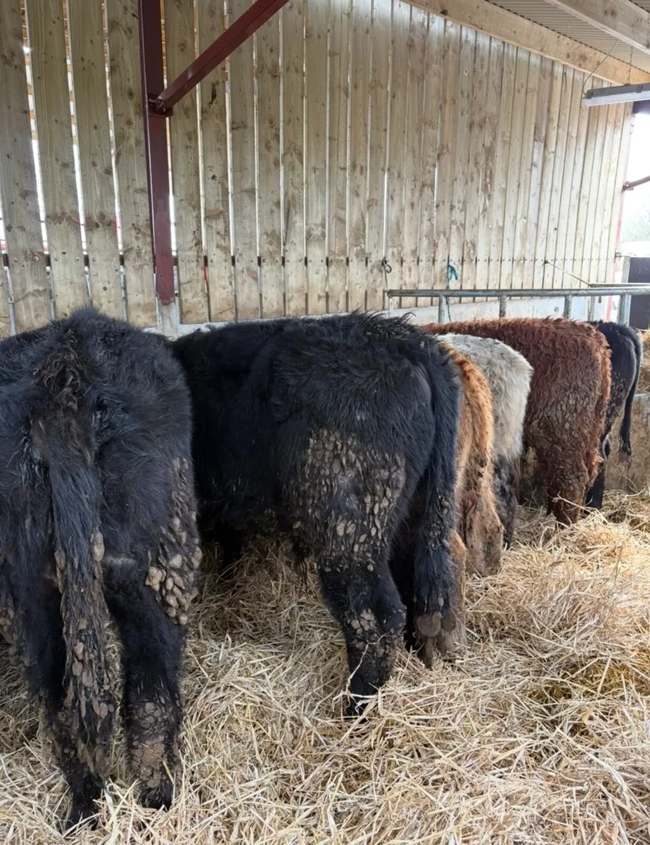 10 super 300kg suckler bred Weanling bulls - Image 4
