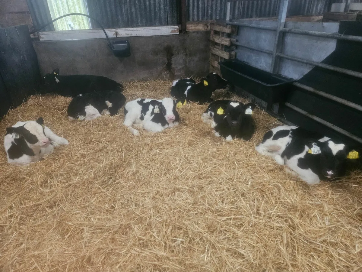 Fr bull calves