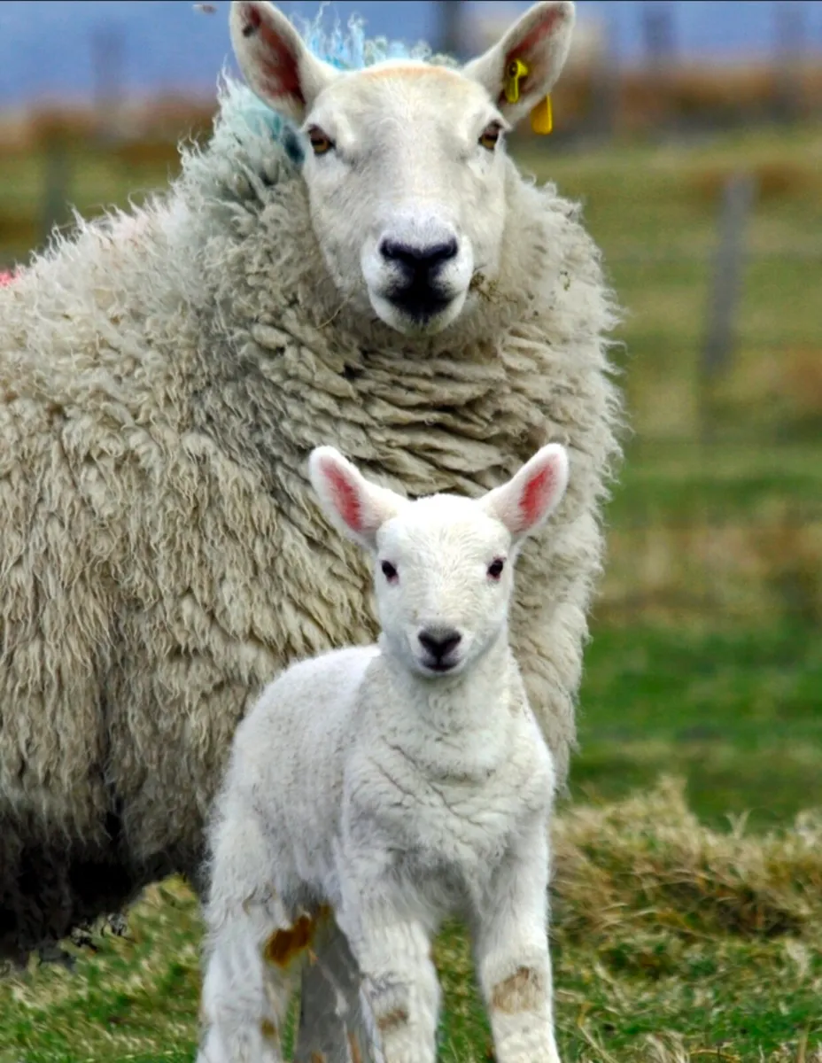 PET LAMBS