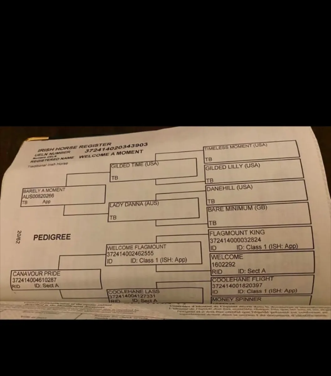 16.2 8 yr old mare - Image 3