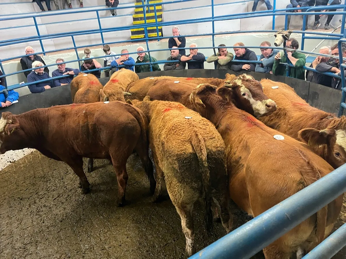 Dungarvan Mart Sales - Image 1