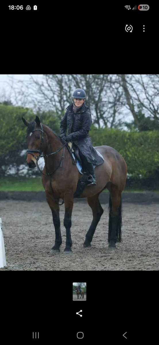 16.2 8 yr old mare - Image 1