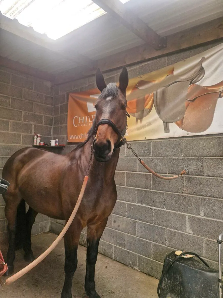 16.2 8 yr old mare - Image 2