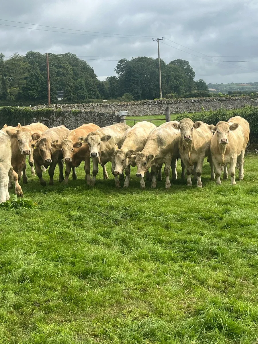 Dungarvan Mart Sales - Image 2