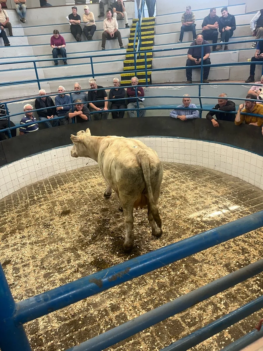 Dungarvan Mart Sales - Image 3