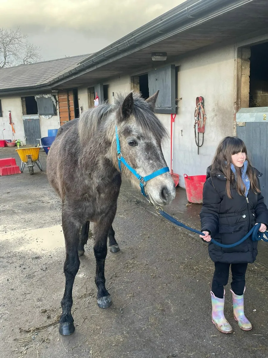 Connemara gelding - Image 3