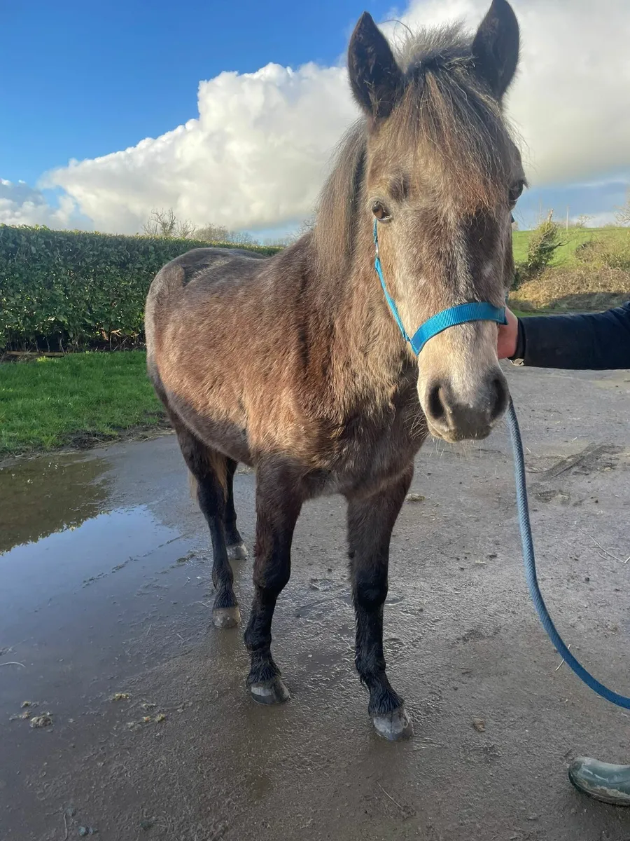 Connemara gelding - Image 1