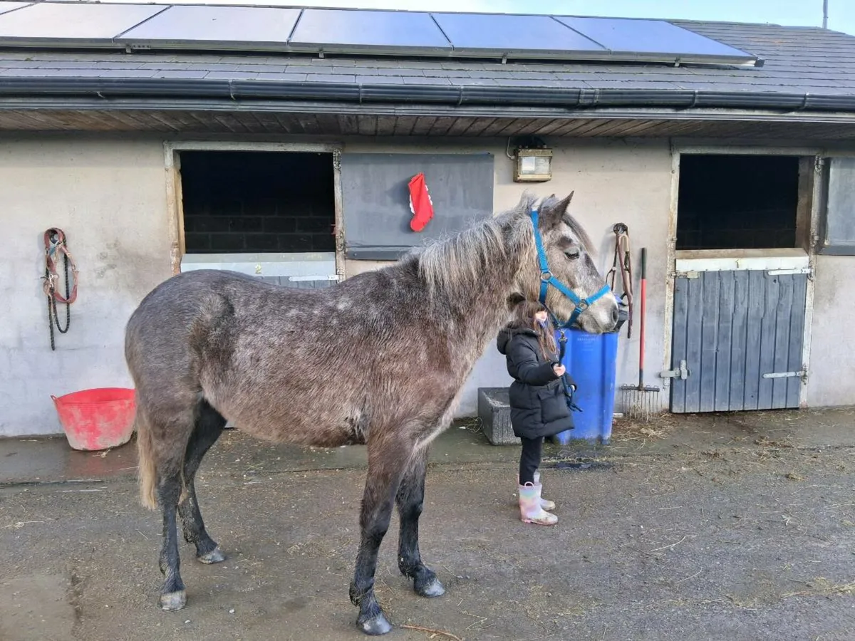 Connemara gelding - Image 4