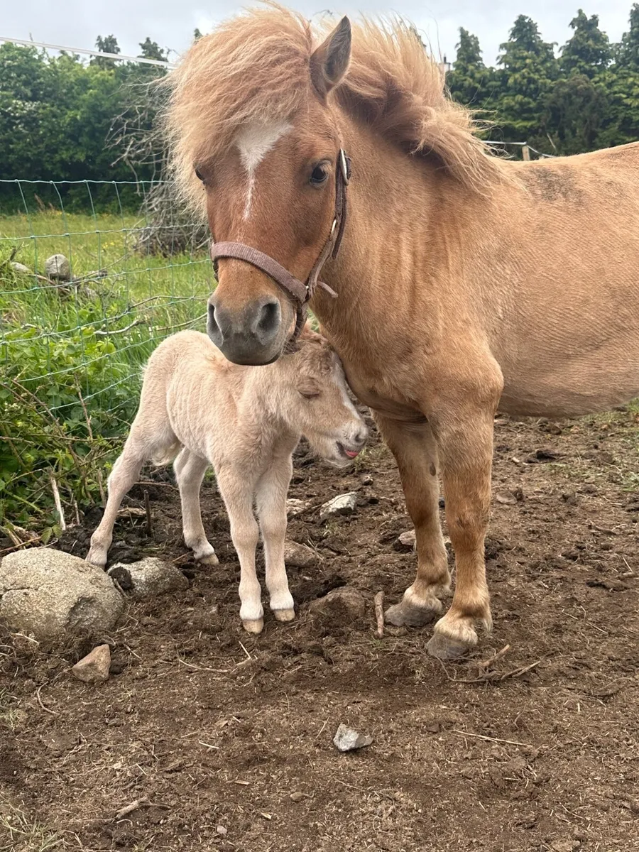Shetland pony - Image 1