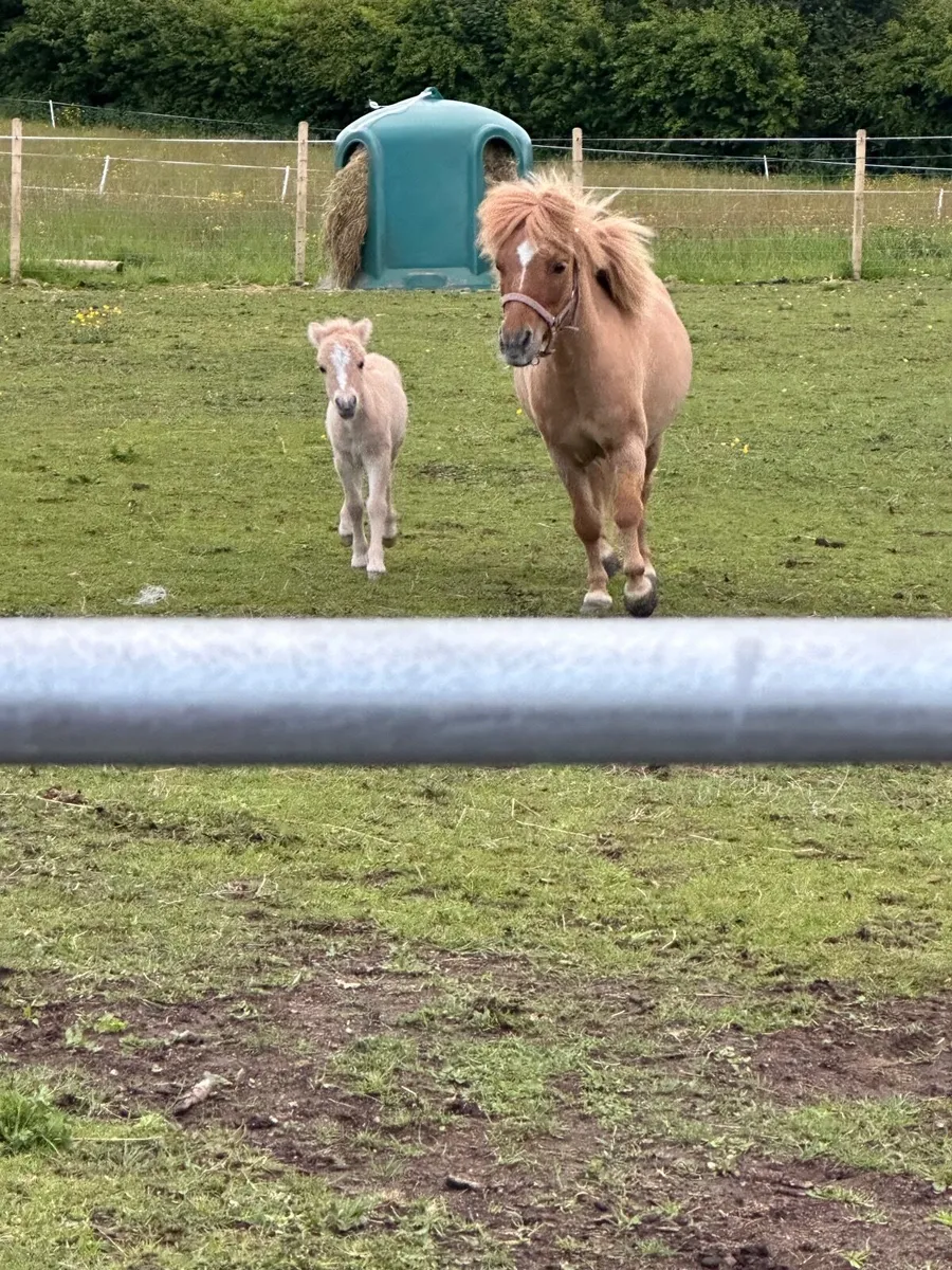 Shetland pony - Image 2