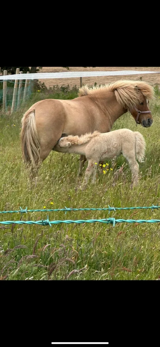 Shetland pony - Image 3