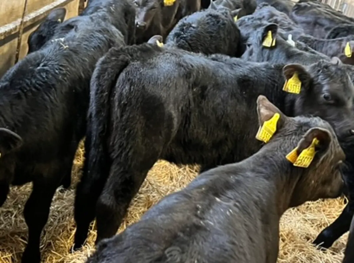 40 Aberdeen Angus Heifers - Image 2