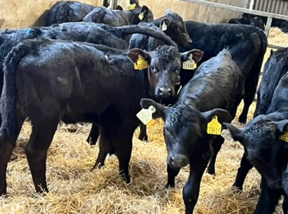 40 Aberdeen Angus Heifers - Image 3