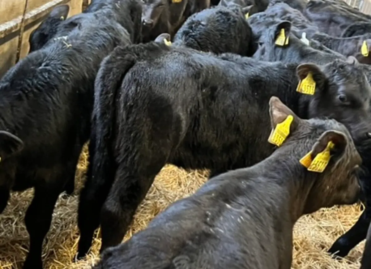 40 Aberdeen Angus Heifers - Image 4