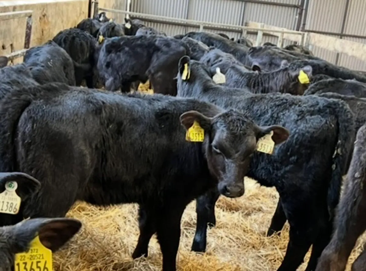 40 Aberdeen Angus Heifers - Image 1