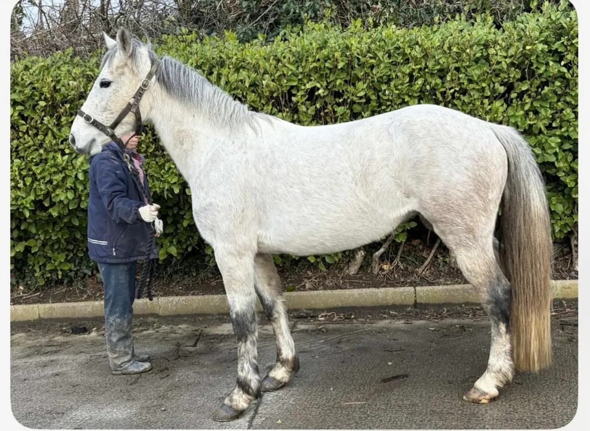 143cm / 14hh Connemara mare - Image 1