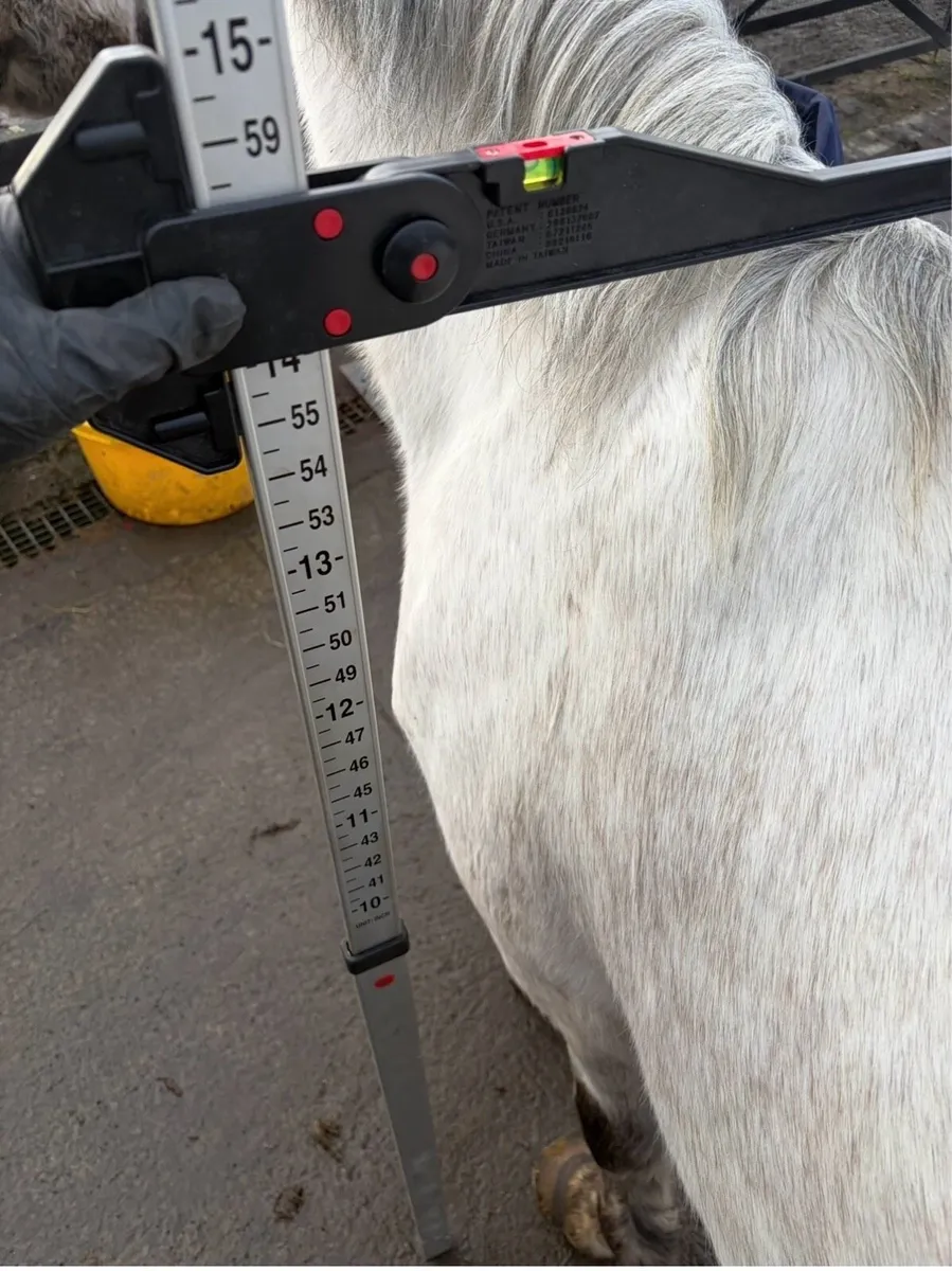 143cm / 14hh Connemara mare - Image 2