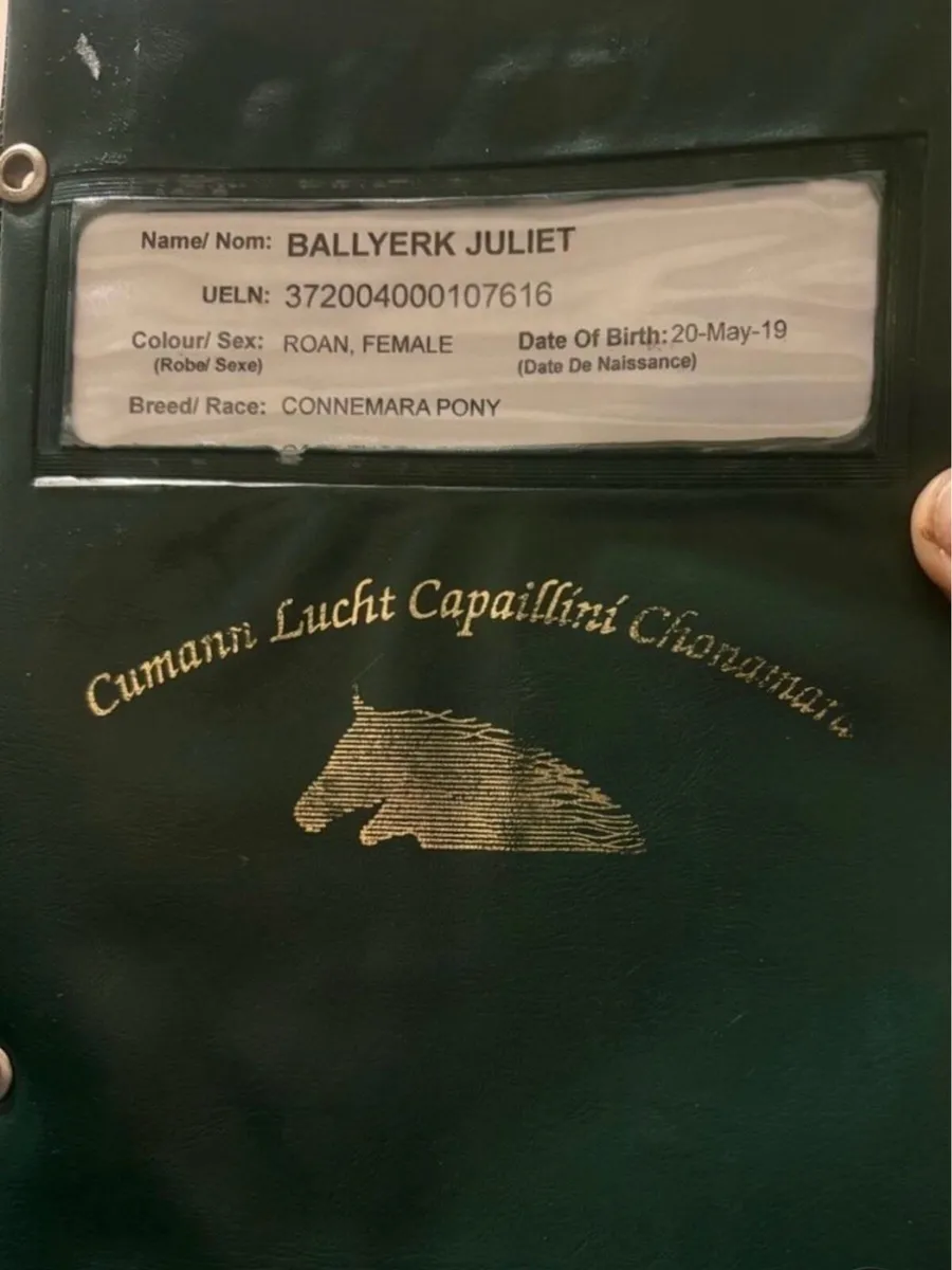 143cm / 14hh Connemara mare - Image 3