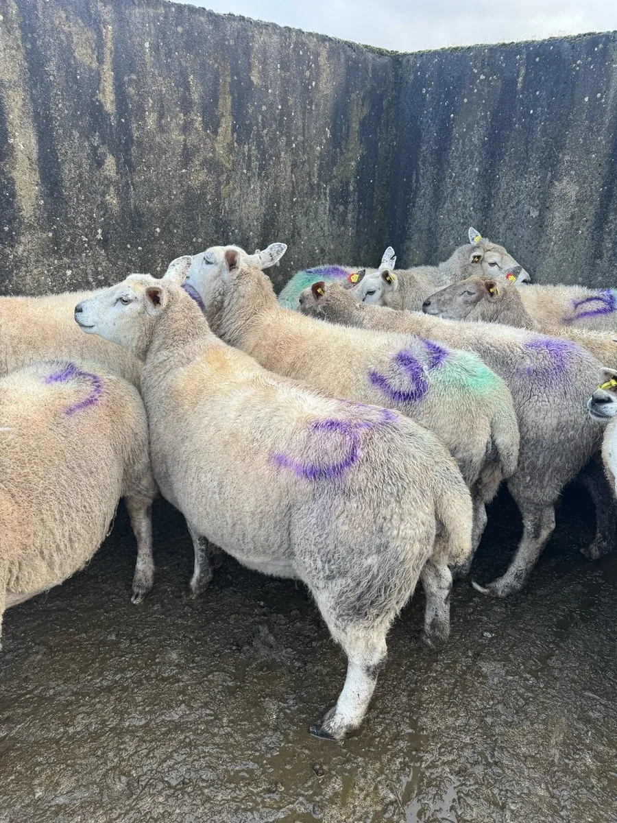 Triplet Ewes in Tullamore Mart Wednesday 18th Feb - Image 1