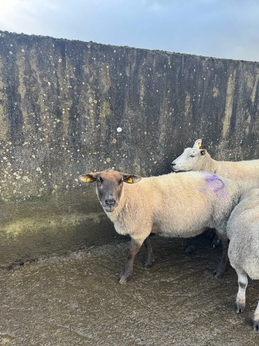 Triplet Ewes in Tullamore Mart Wednesday 18th Feb - Image 2