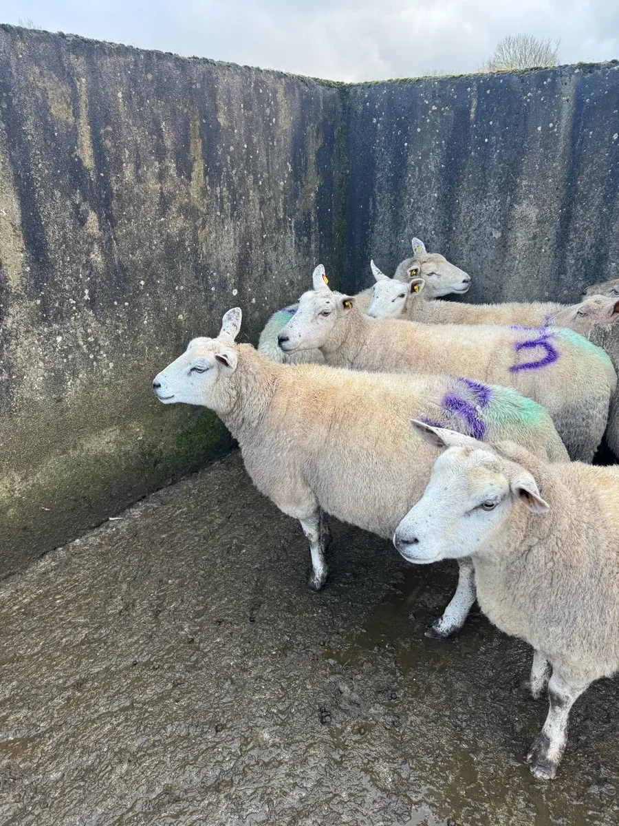 Triplet Ewes in Tullamore Mart Wednesday 18th Feb - Image 3