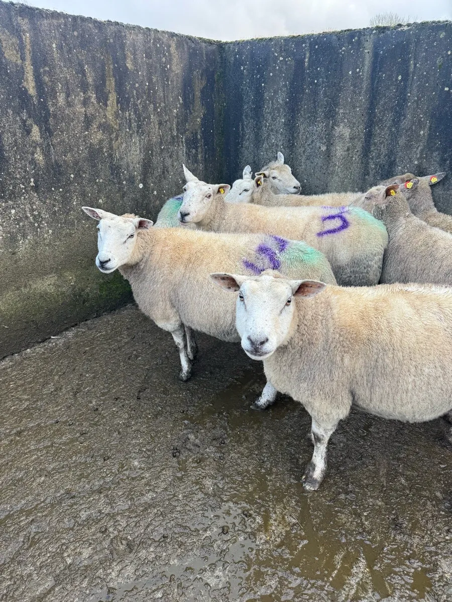 Triplet Ewes in Tullamore Mart Wednesday 18th Feb - Image 4