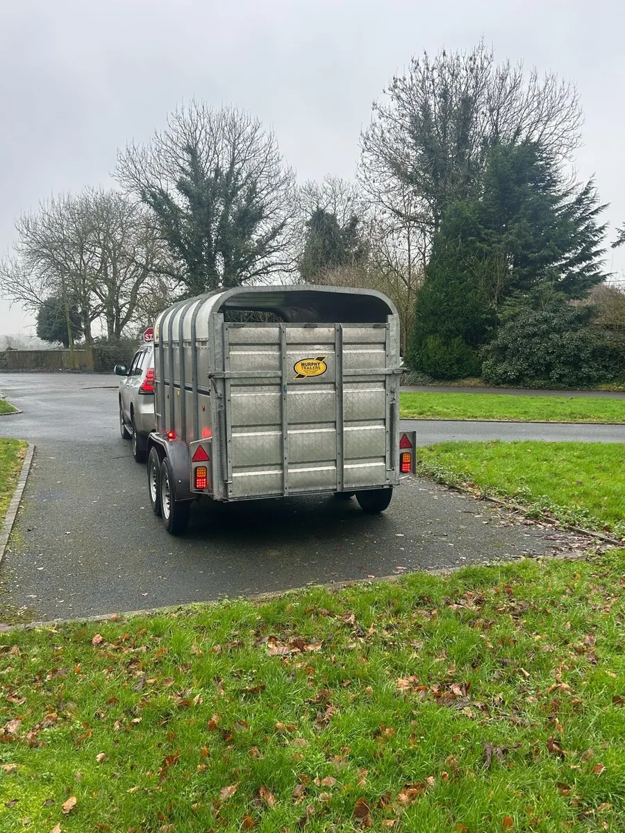 CATTLE BOX - Image 4