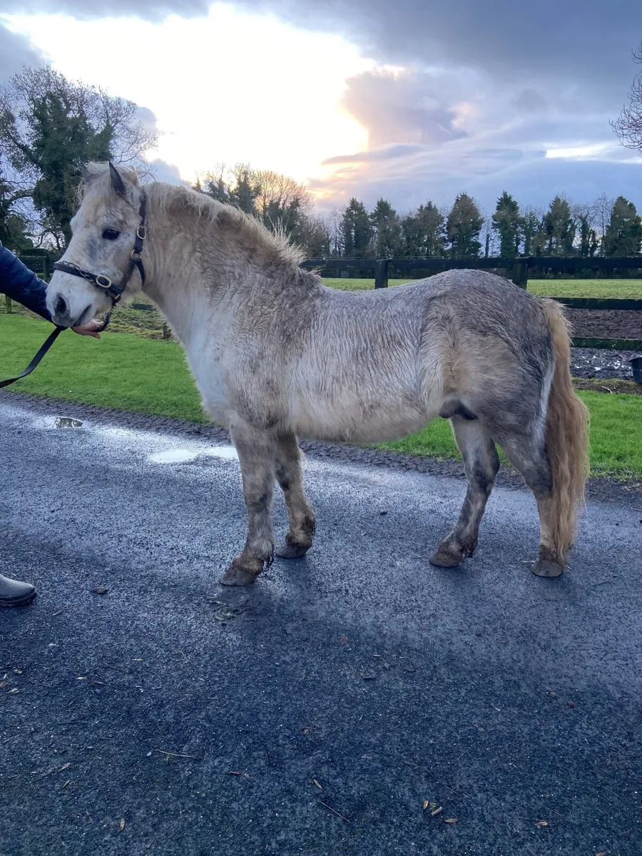 Pony teaser stallion