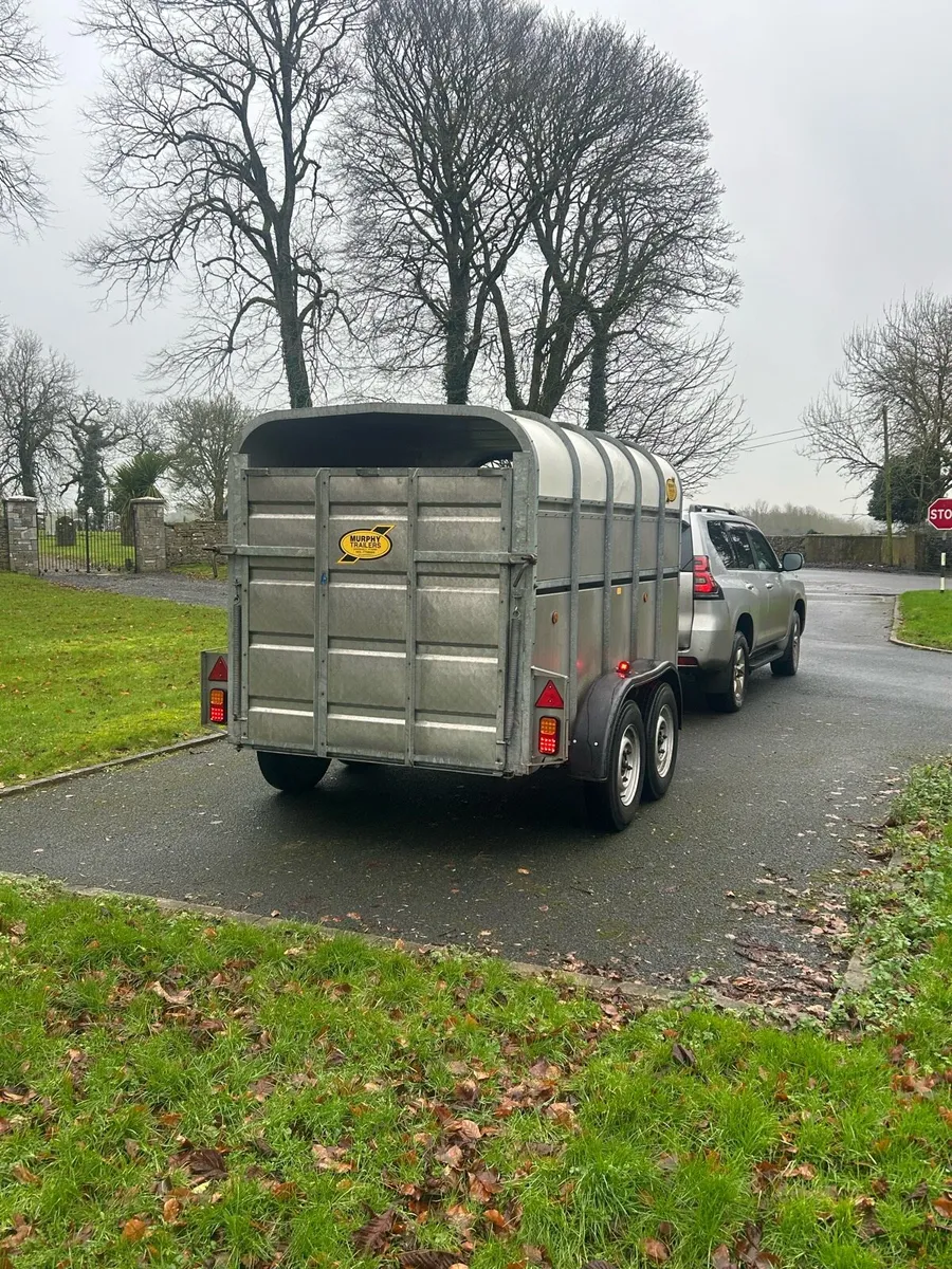 CATTLE BOX - Image 3