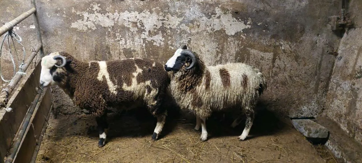 Jacob ram lambs - Image 4