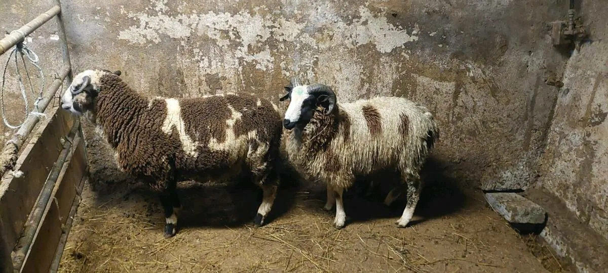 Jacob ram lambs - Image 1