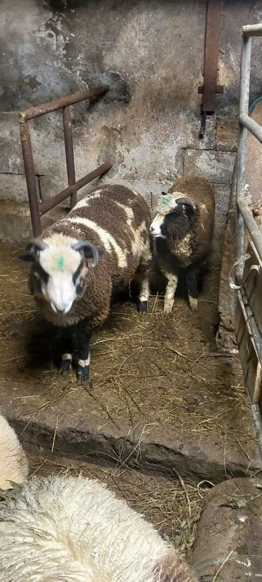 Jacob ram lambs - Image 3